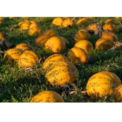 Met Pit Nederlandse Pompoenpitolie 100ml* Oliën En Vetten