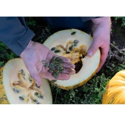 Met Pit Nederlandse Pompoenpitolie 100ml* Oliën En Vetten