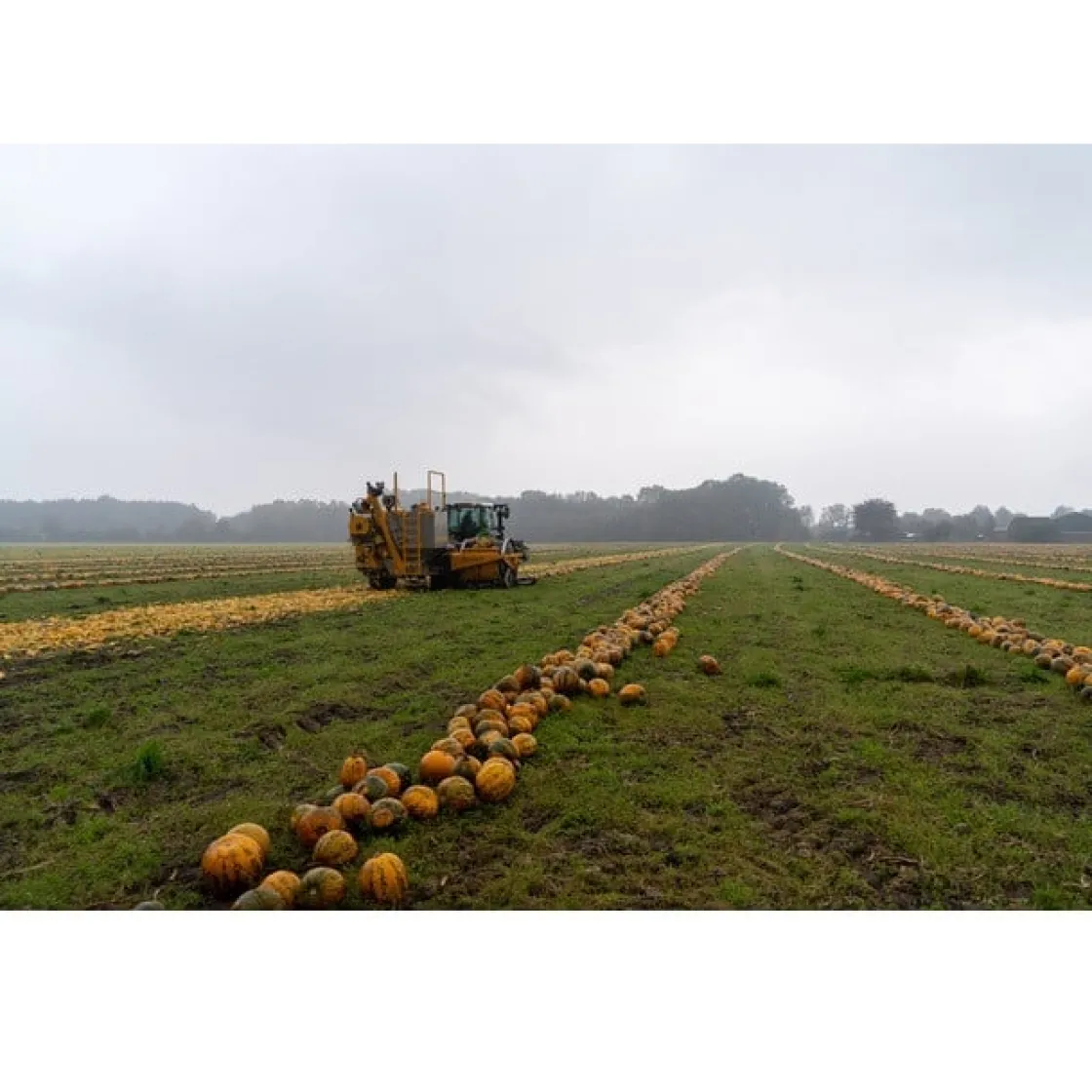 Met Pit Nederlandse Pompoenpitolie 100ml* Oliën En Vetten