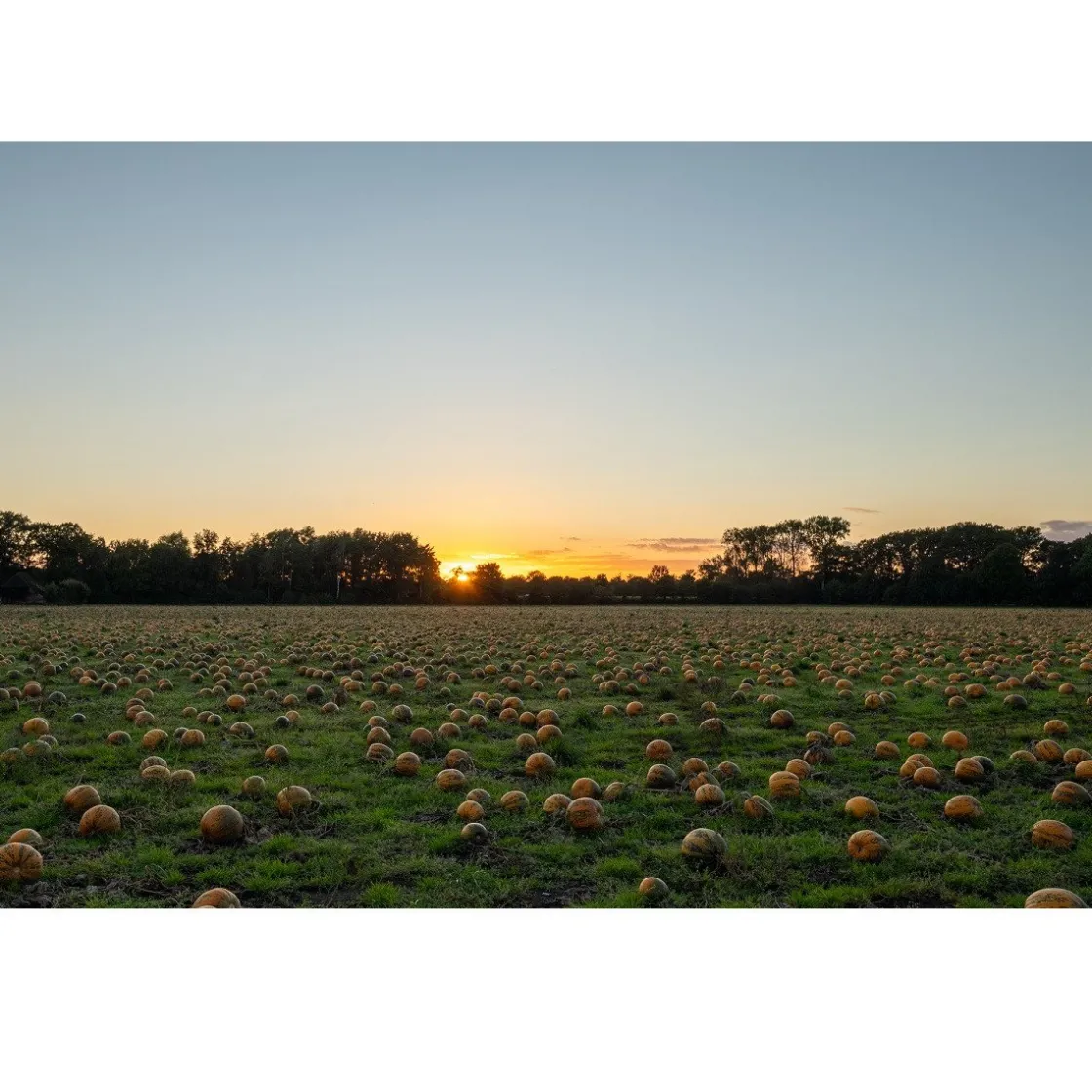 Met Pit Nederlandse Pompoenpitolie 100ml* Oliën En Vetten