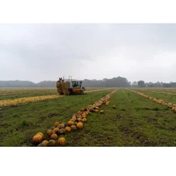 Met Pit Nederlandse Pompoenpitten Naturel 250g* Zaden, Granen, Noten En Vruchten