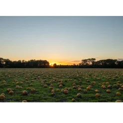 Met Pit Nederlandse Pompoenpitten Pittig Gekruid 150g* Zaden, Granen, Noten En Vruchten
