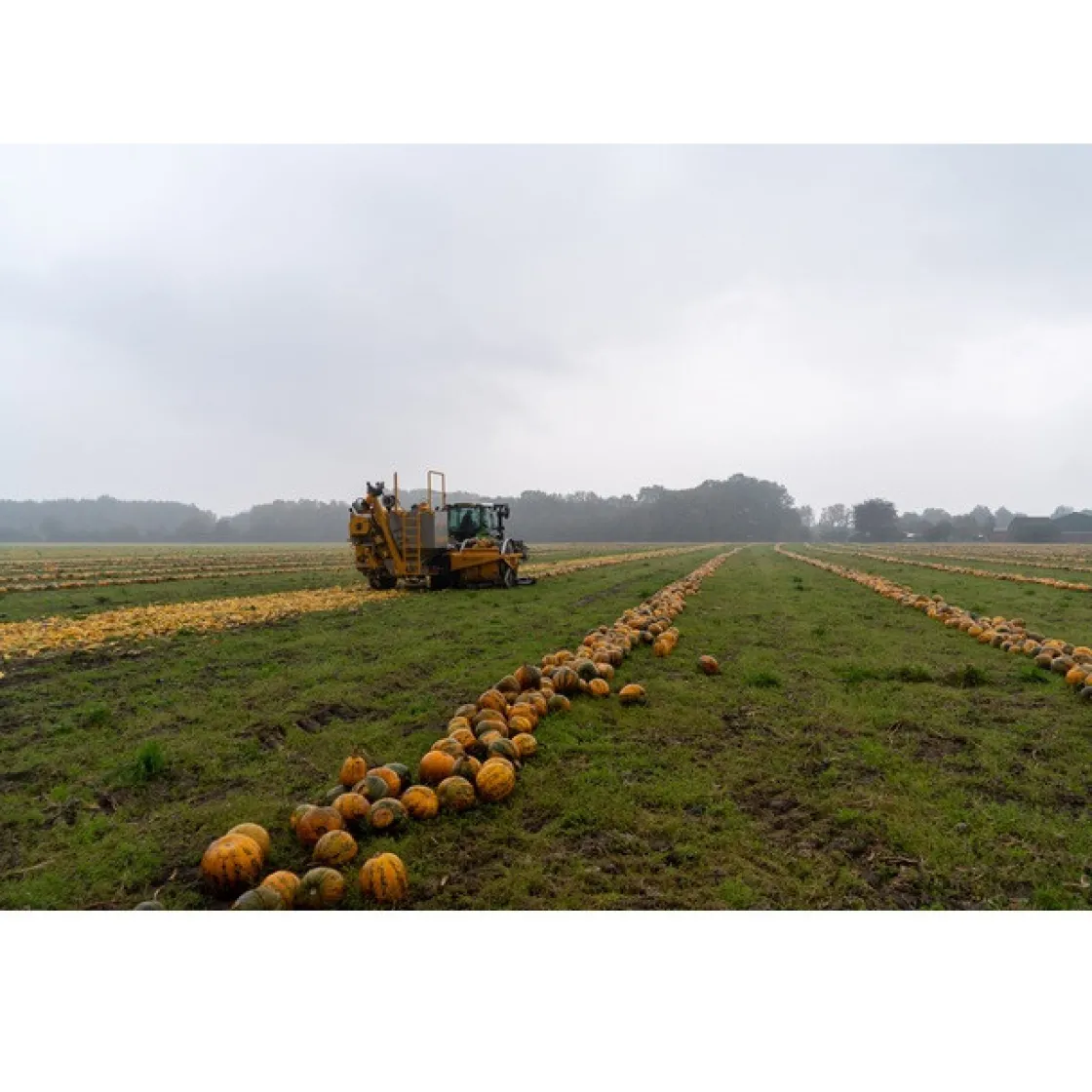 Met Pit Nederlandse Pompoenpitten Pittig Gekruid 150g* Zaden, Granen, Noten En Vruchten