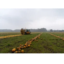 Met Pit Nederlandse Pompoenpitten Honing 150g* Zaden, Granen, Noten En Vruchten