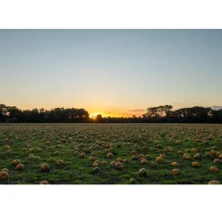 Met Pit Nederlandse Pompoenpitten Naturel 1kg* Zaden, Granen, Noten En Vruchten